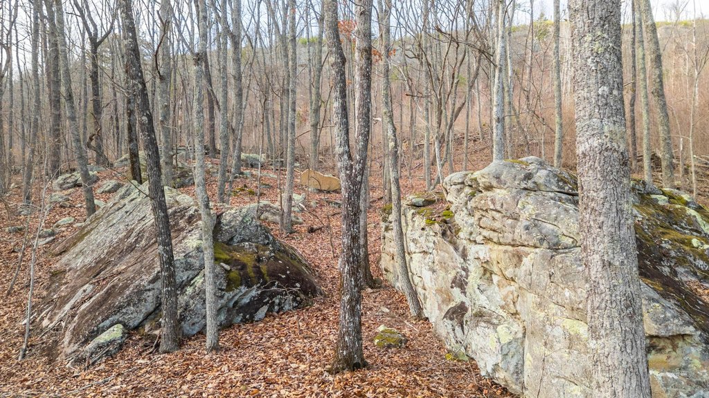 Pikeville, Tennessee, 37367, United States, ,Land,Forsale,2004680