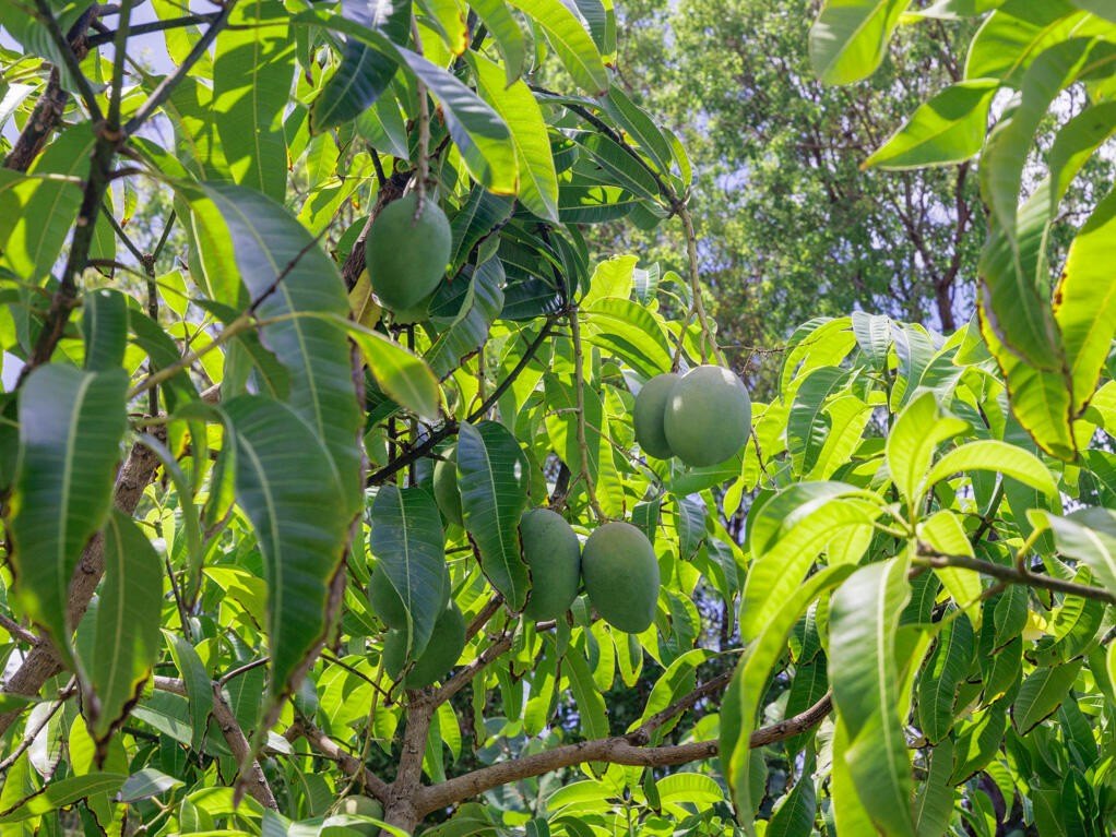 Big Pine, Florida, 33043, United States, 2 Bedrooms Bedrooms, ,1 BathroomBathrooms,Residential,Forsale,2011102