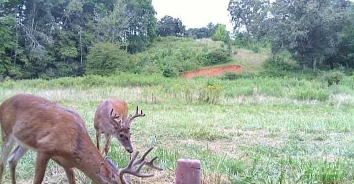 Mills River, North Carolina, 28759, United States, 3 Bedrooms Bedrooms, ,2 BathroomsBathrooms,Residential,Forsale,1985984