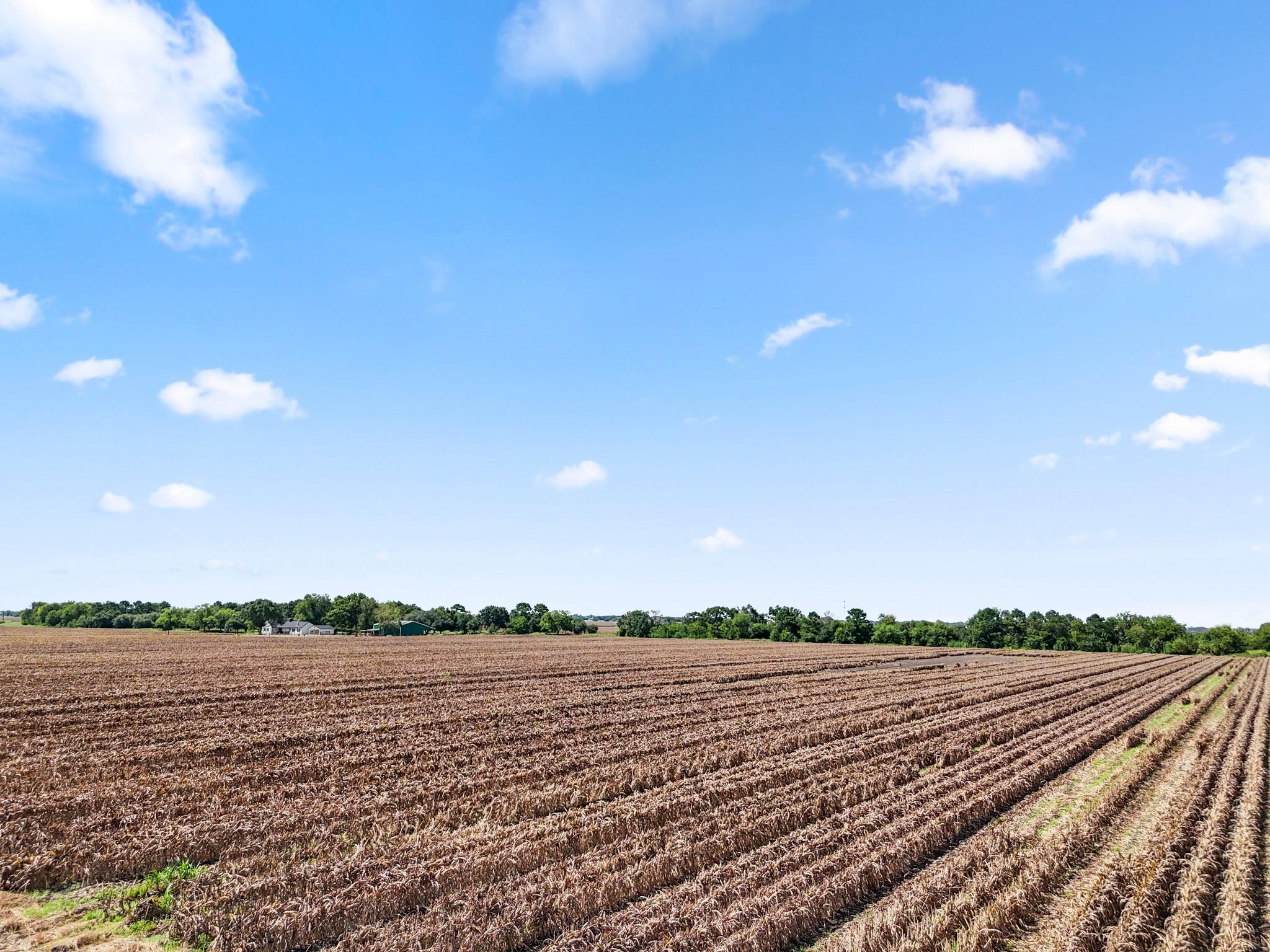 Needville, Texas, 77461, United States, ,Land,Forsale,1973439