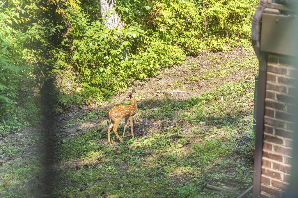 Signal Mountain, Tennessee, 37377, United States, 5 Bedrooms Bedrooms, ,3.5 BathroomsBathrooms,Residential,Forsale,1995325