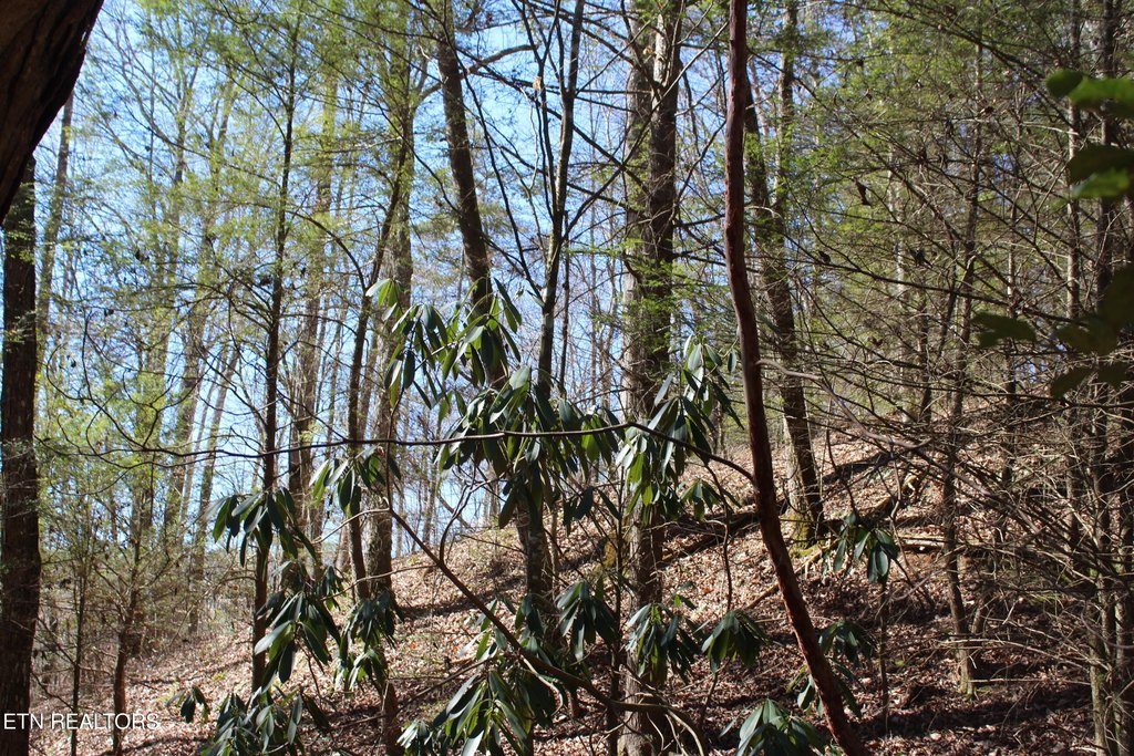 Jamestown, Tennessee, 38556, United States, 3 Bedrooms Bedrooms, ,1 BathroomBathrooms,Residential,Forsale,1885987