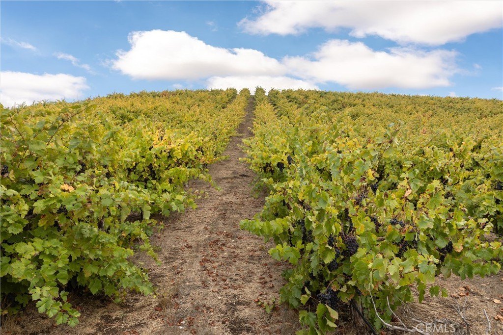 Paso Robles, California, 93446, United States, ,Land,Forsale,1997699