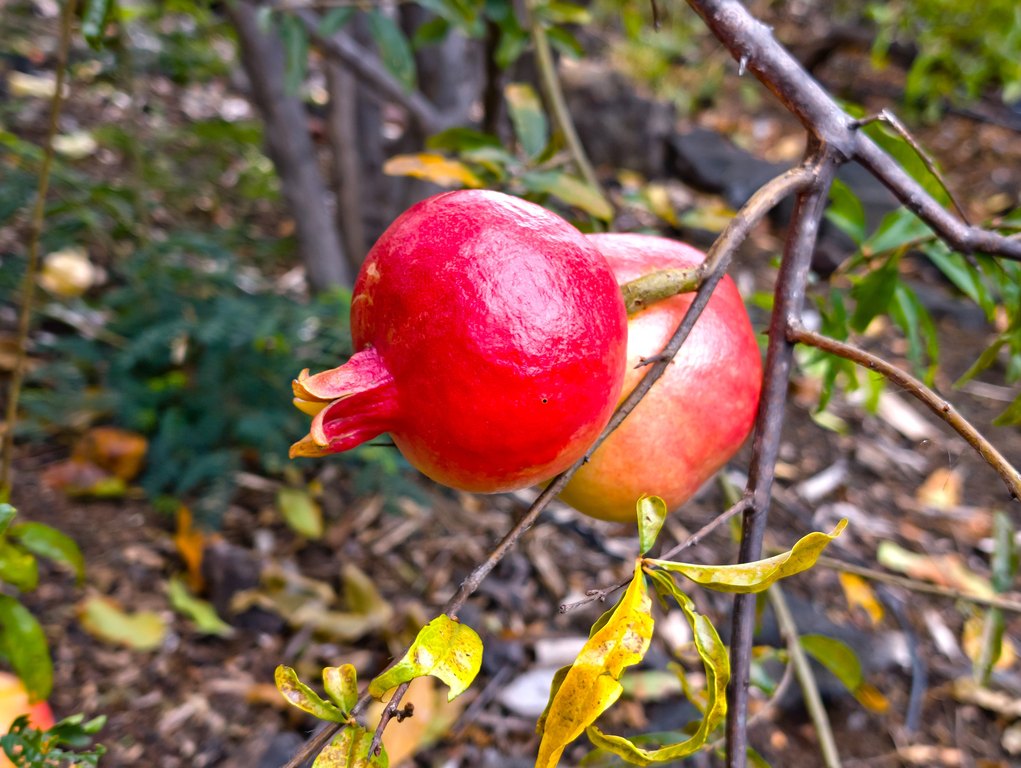 Kailua-Kona, Hawaii, 96740, United States, 3 Bedrooms Bedrooms, ,1.5 BathroomsBathrooms,Residential,Forsale,2004393