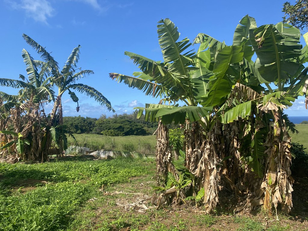 Kapaau, Hawaii, 96755, United States, 3 Bedrooms Bedrooms, ,2.5 BathroomsBathrooms,Residential,Forsale,2004414