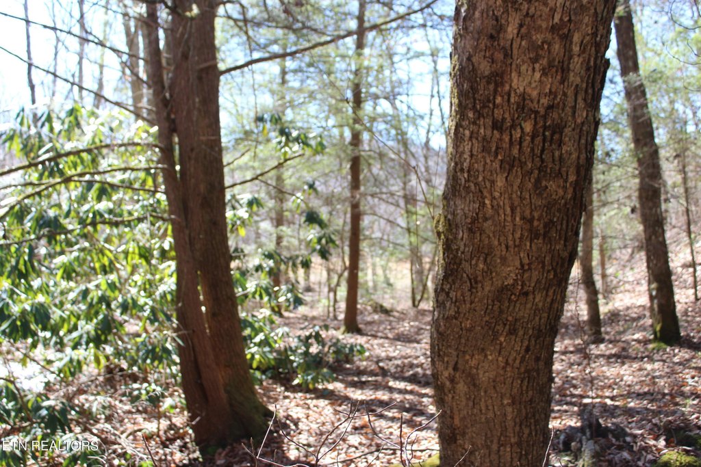 Jamestown, Tennessee, 38556, United States, 3 Bedrooms Bedrooms, ,1 BathroomBathrooms,Residential,Forsale,1885987